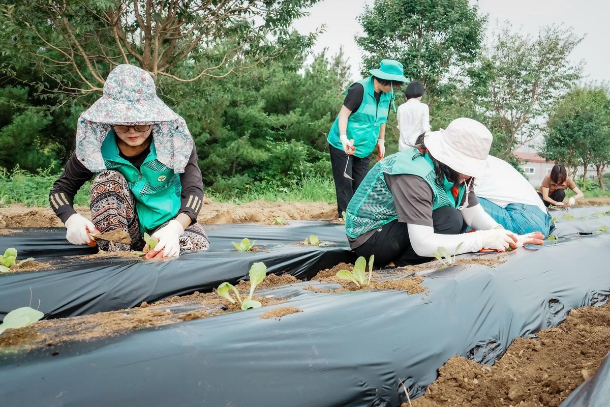 광주시 오포1동 새마을회, 이웃 나눔 배추 심기 진행 (2).jpg