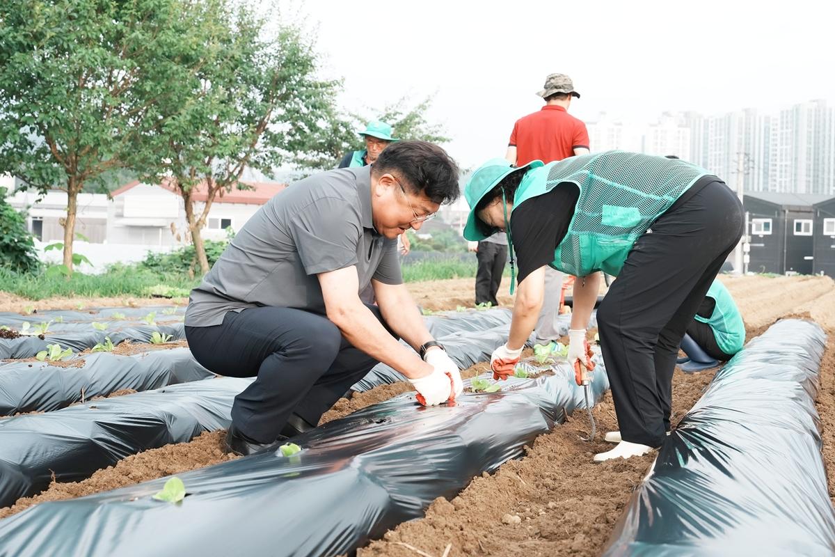 광주시 오포1동 새마을회, 이웃 나눔 배추 심기 진행 (3).jpg