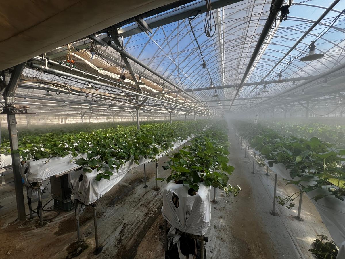 광주시, 선택형 맞춤 농정사업 추진&hellip;명품 농산물 육성 본격화 (1).jpg