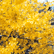 광주시 시의 꽃 : 개나리